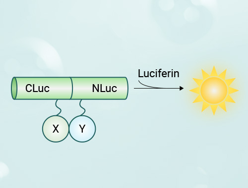 荧光素酶蛋白互补实验（LCA）